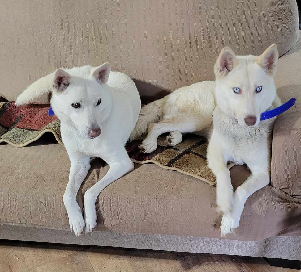 My Models K9 King